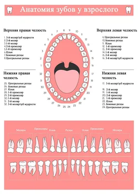 Лечение повышенной чувствительности зубов, причины возникновения,  особенности