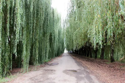 Ива вавилонская (Salix babylonica) — путеводитель по отдыху в Крыму