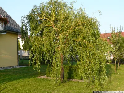 Купить Ива извилистая Salix Erythroflexuosa - в питомнике Флорини