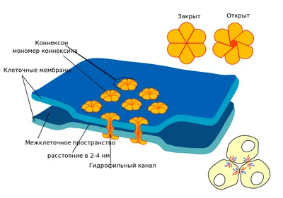 Создание карточки контакта