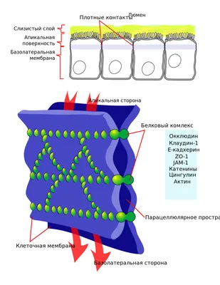 Плотные контакты — Википедия