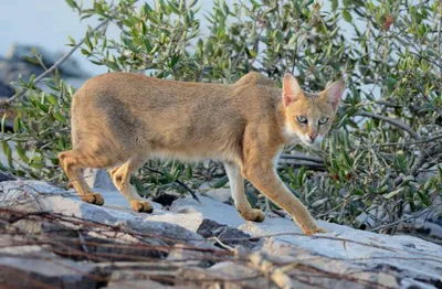 Самый большой кот – камышовый (Felis chaus): размеры, вес, рост камышового  кота