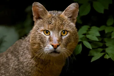 Камышовый кот: 7 особенностей болотной рыси | Пикабу