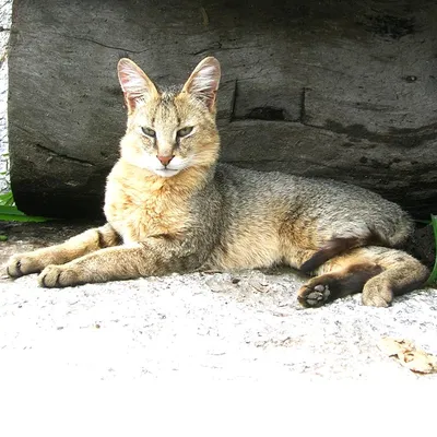 Камышовый кот: описание породы с фото — Pet-Mir.ru