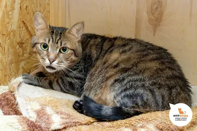 Потерявшееся чудо для камышового кота | Adoption центр для кошек «Муркоша»  | Дзен