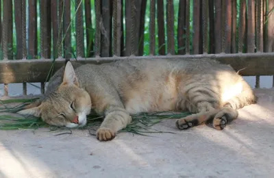 Камышовый кот | Барнаульский зоопарк «Лесная сказка»