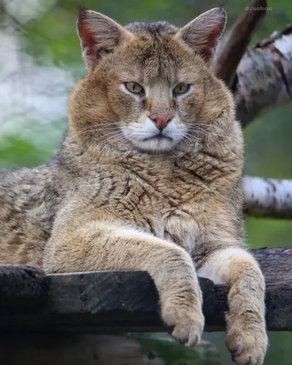 Камышовый кот | Пикабу