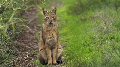 камышовый кот: описание, фото. ареал обитания, котята – 7 Фактов