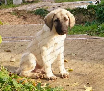 10-месячный щенок турецкого кангала продаётся за 125 тыс. лир | МК-Турция