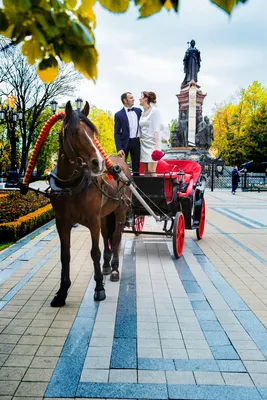 Петербуржцы хотят убрать кареты с лошадьми из центра города - МК  Ленинградская область