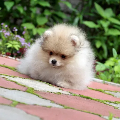 Немецкий карликовый шпиц (Toy German Spitz) (Породы собак) той шпиц,  немецкий шпиц фото, карликовый шпиц цена, карликовые породы, миниатюрный  шпиц, шпиц фото, собака шпиц, порода шпиц, карликовый шпиц купить  Энциклопедия о животных