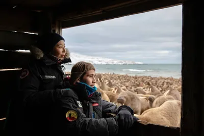 Как глобальное потепление убивает природу Арктики