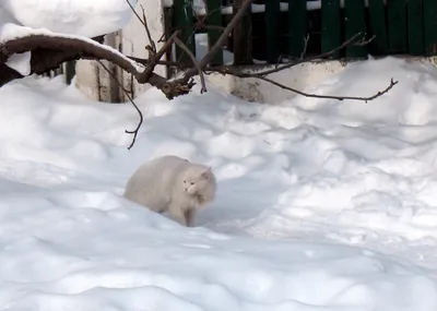 ❇️Конец зимы - самое сложное... - Бальзам Болотова Кыргызстан | Facebook