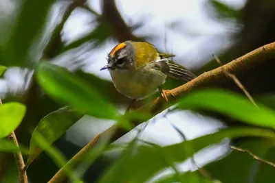 Мадейрский королёк (Regulus madeirensis) | Birdingplaces.eu