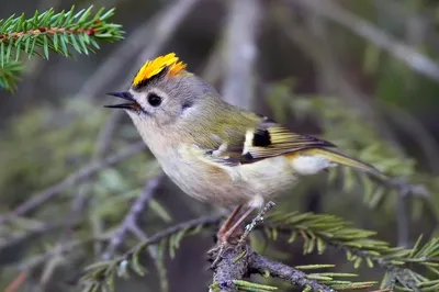 Королёк желтоголовый (Regulus regulus)