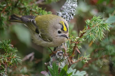 Желтоголовый королёк [группа regulus] - eBird