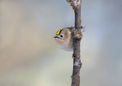 Королёк. Photographer Andrey Kiselev