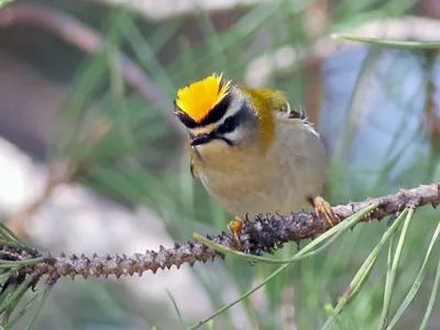 Красноголовый королёк - eBird