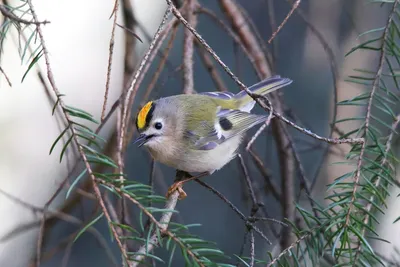 Victor Ivanov on Twitter: \"Zeltgalvītis. Желтоголовый королёк. Goldcrest.  https://t.co/bCOD2IOtBL\" / Twitter