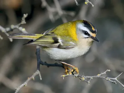 Красноголовый королёк - eBird