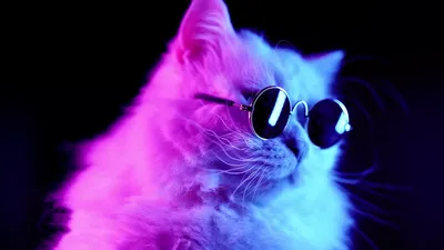 Видео обои Фиолетовый свет, белый кот в очках (Животные)