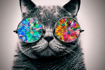 Крутой кот в очках - 56 фото