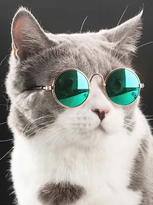 Солнцезащитные очки для кошек и собак аксессуар для животных VideoMart  14766992 купить за 235 ₽ в интернет-магазине Wildberries