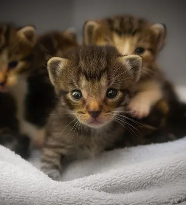 Фото рыжих британских котят и кошек с описанием - SunRay