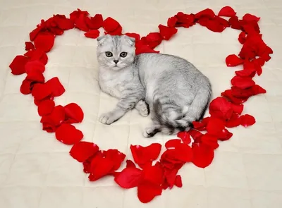 Котика с сердечком фото