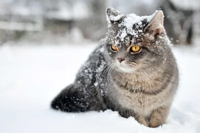 Снег. Зима. Котик мерзнет - обои на рабочий стол