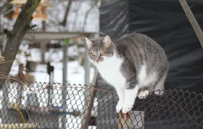 Обои зима, кот, котик картинки на рабочий стол, раздел кошки - скачать