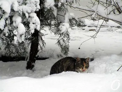 Хозяева зимних одесских улиц: «кошачья» фотоподборка (фото) - Одесская Жизнь