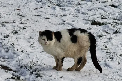 Жители Слуцка ставят домики для котиков на холода. Фото