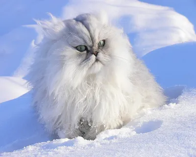 Котиков зимой фото