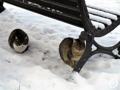 Хозяева зимних одесских улиц: «кошачья» фотоподборка (фото) - Одесская Жизнь