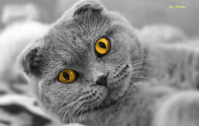 Обои кот, взгляд, шотландский вислоухий, Scottish Fold картинки на рабочий  стол, раздел кошки - скачать