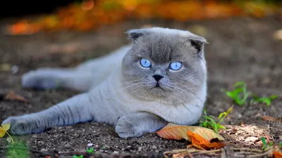 Обои шотландская вислоухая, русская голубая, котенок, британская  короткошерстная, порода кошек Full HD, HDTV, 1080p 16:9 бесплатно, заставка  1920x1080 - скачать картинки и фото
