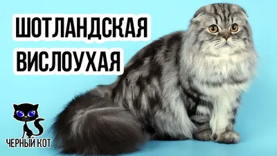 ✓ Шотландская вислоухая кошка: плюсы и минусы породы. О чём молчат  заводчики? - YouTube