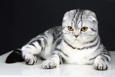 Шотландская вислоухая кошка (скоттиш фолд)\" | Пикабу