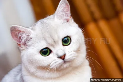 Котят милых и пушистых - картинки и фото koshka.top