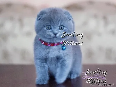 Купить Короткошерстные шотландские котята, цена 8400 грн — Prom.ua  (ID#46900441)