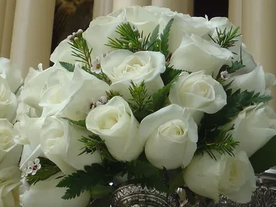 Красивых белых роз фото