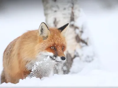 Ремо Сависаар терпит мороз ради красивых кадров животных и птиц | Экология  | ERR