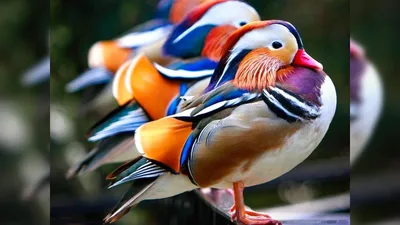 Фото: Самые красивые птицы планеты: представители животного мира вид  которых завораживает взгляд, фотографии, картинки, изображения, - Joinfo.com