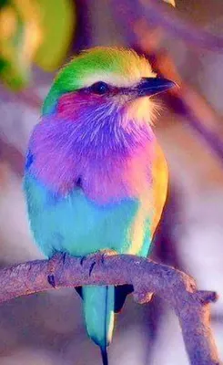 Топ-10 самых красивых птиц планеты | Beautiful bird wallpaper, Most  beautiful birds, Pet birds