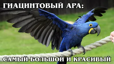 5 видов красивых домашних птиц | Мир животных | Пульс Mail.ru