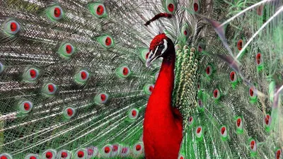 Раскраска с изображением лесных животных, милых лесных животных,  очаровательных птиц, красивых цветов и лесных пейзажей, 25 страниц - купить  по выгодной цене | AliExpress