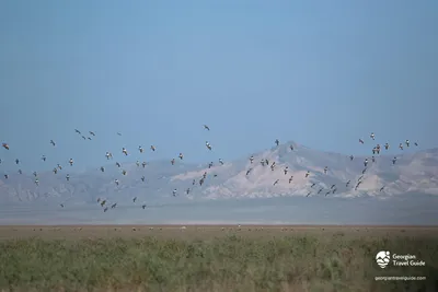 ТОП самых красивых птиц в мире: фото, видео, названия, описание