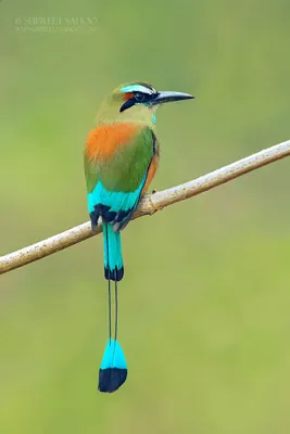 30 красивых животных, которых можно встретить в Коста-Рике | ФОТО НОВОСТИ