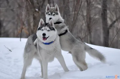 алтай. :: Алтай_Husky Heaven Epic Hero_Сибирский хаски и Буран,  Западно-сибирская лайка :: воспитанник